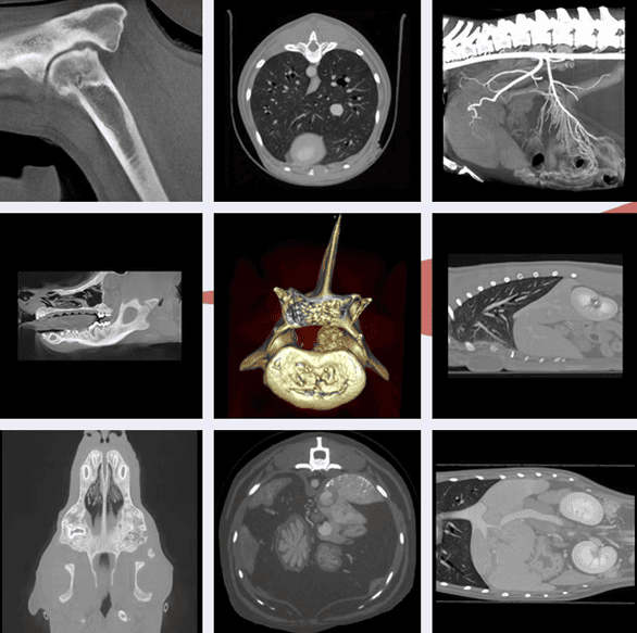 Sample CT and X-ray images from Charleston Vet Imaging