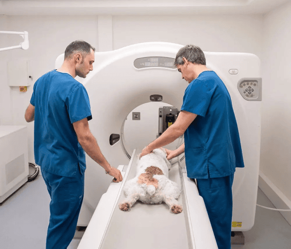 Veterinarians preparing a dog for a CT scan